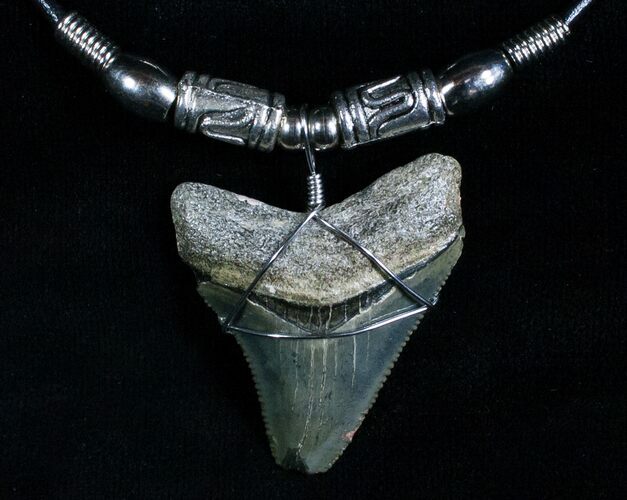 Serrated Megalodon Tooth Necklace - #6475